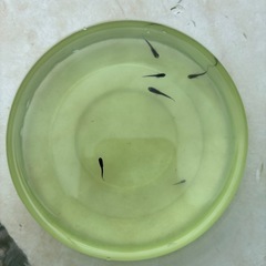 メダカ　孵化より3〜6週程度