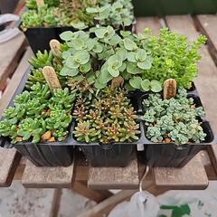 多肉植物　６種類セット250