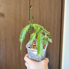 A64 観葉植物 エバーフレッシュ ネガミエル3.5号 ミニサイズの画像
