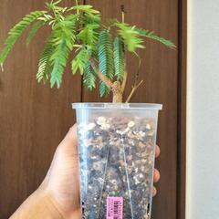 A64 観葉植物 エバーフレッシュ ネガミエル3.5号 ミニサイズの画像