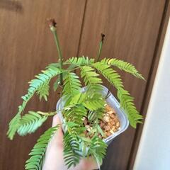 A64 観葉植物 エバーフレッシュ ネガミエル3.5号 ミニサイズ