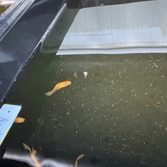 紅帝ヒレ長メダカの画像