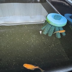 紅帝ヒレ長メダカの画像
