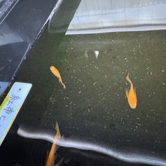 紅帝ヒレ長メダカの画像