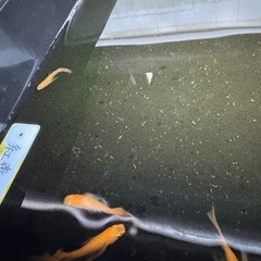 紅帝ヒレ長メダカの画像