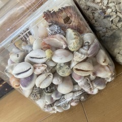 貝殻　貝　DIYの画像