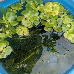 メダカ初心者向けセット　ミニホテイアオイ+アナカリス+針子（種類混合）