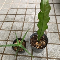【決定】キダチアロエと孔雀サボテンのセット