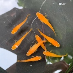 ラスト 紅帝（楊貴妃メダカ） ８匹の画像