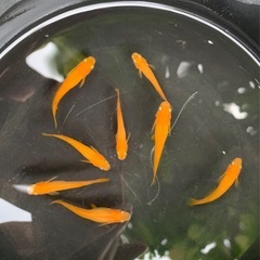 ラスト 紅帝（楊貴妃メダカ） ８匹の画像