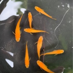ラスト 紅帝（楊貴妃メダカ） ８匹の画像