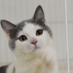 里親募集中！4カ月ブリテッシュショートヘア♀