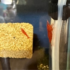 ②レッドチェリーシュリンプ３０匹＋数匹の画像