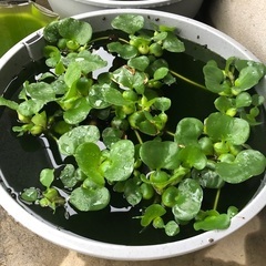 水草　１株　１００円でお願いします