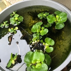 水草　１株　１００円でお願いしますの画像