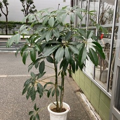 ツピダンサス　尺