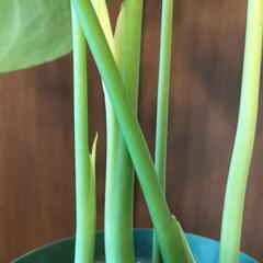 A66 観葉植物 モンステラ スリット鉢4号ロングの画像