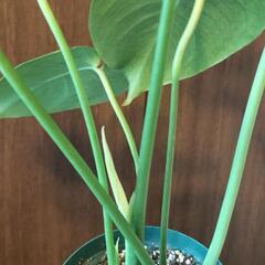 A66 観葉植物 モンステラ スリット鉢4号ロングの画像