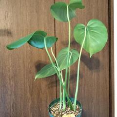 A66 観葉植物 モンステラ スリット鉢4号ロングの画像