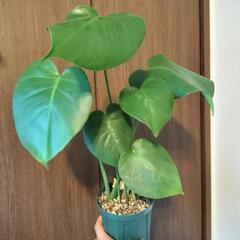 A66 観葉植物 モンステラ スリット鉢4号ロングの画像