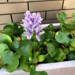水草　１株　１００円でお願いしますの画像