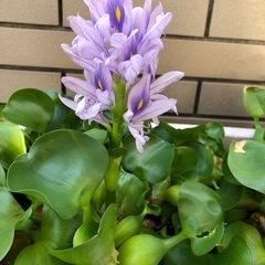 水草　１株　１００円でお願いしますの画像