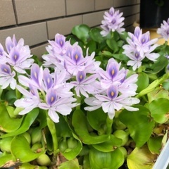 水草　１株　１００円でお願いしますの画像