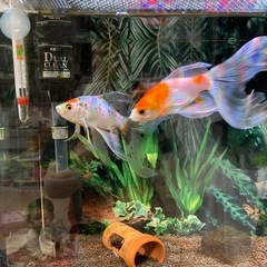 水槽と濾過器　生体全部まとめての画像