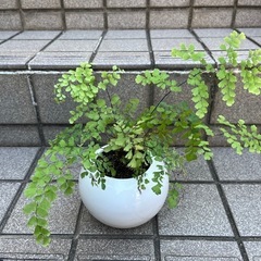 ホウライシダ(アジアンタム)