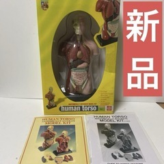 新品　EDU TOYS human torso 人体模型パズル