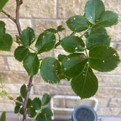 ピエールドゥロンサール苗の画像