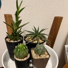 サボテンアロエ４点セット