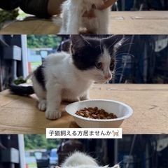 子猫捨てられているのをひらいました欲しい方居たら連絡ください！