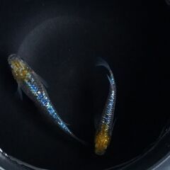 【メダカ 稚魚SSサイズ】各種500円～　品種と匹数は説明欄にての画像