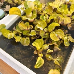 斑入ホテイアオイ 1株の画像