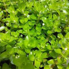 ウォーターパコバ🍀水草1ポットの画像