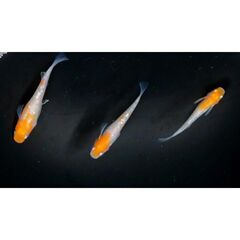 【メダカ 稚魚SSサイズ】各種500円～　品種と匹数は説明欄にて