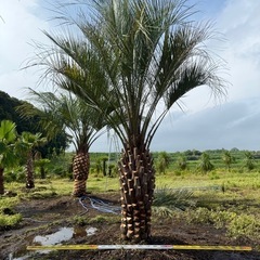 ココスヤシ　シルバーリーフ　【配送・植え込み対応OK！引き取りも大歓迎】の画像