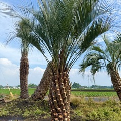 ココスヤシ　シルバーリーフ　【配送・植え込み対応OK！引き取りも...