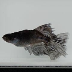 【メダカ 稚魚SSサイズ】各種500円～　品種と匹数は説明欄にての画像