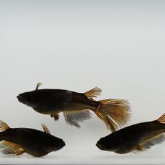 【メダカ 稚魚SSサイズ】各種500円～　品種と匹数は説明欄にての画像