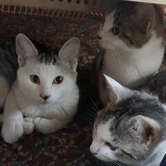 兄弟猫3匹の里親募集してます。