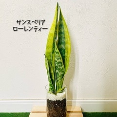 サンスベリア　ローレンティー　観葉植物　ハイドロカルチャー【Ｂ】