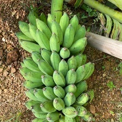 🍌アップルバナナ🍌　苗の画像