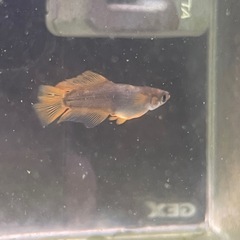 メダカ各種1ペアの画像