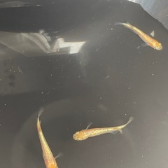 メダカ各種1ペア