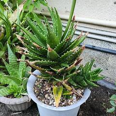 アロエ　不夜城