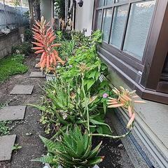 アロエ　不夜城の画像