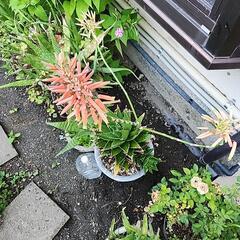 アロエ　不夜城の画像