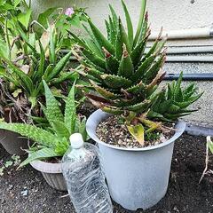 アロエ　不夜城の画像